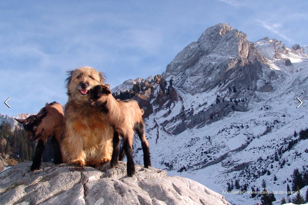 Chien Souvent Confondu Avec Le Berger Des Pyrénées Le berger des Pyrénées - Passion Canine - Chien très joueur et plein d