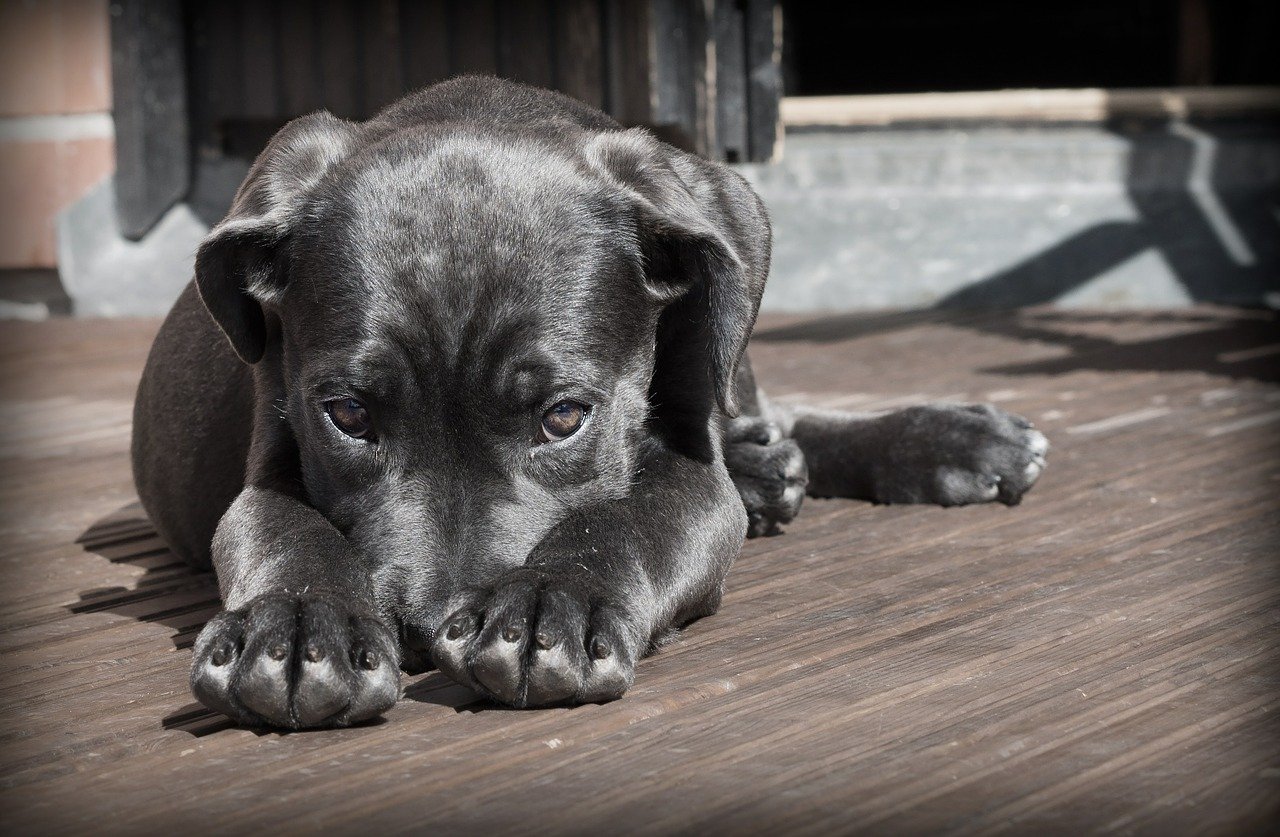 Les Solutions Face à Un Chien Destructeur - Passion CaninePassion Canine